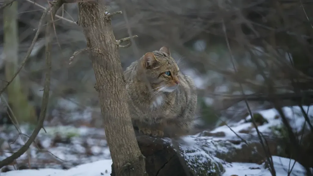 Eine Europäische Wildkatze sitzt auf einem Baumstamm in einem verschneiten deutschen Wald.