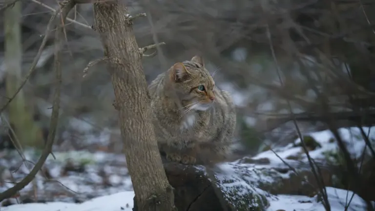 Bad Harzburg feiert Wildkatzen an zwei Tagen