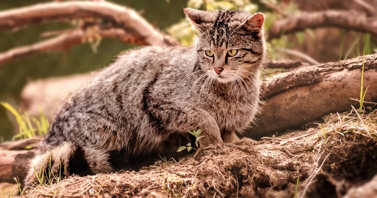 Bad Harzburg feiert Wildkatzen an zwei Tagen