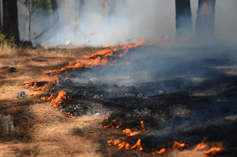 Freitagabend: Warnlage und Waldbrandgefahr richtig prüfen