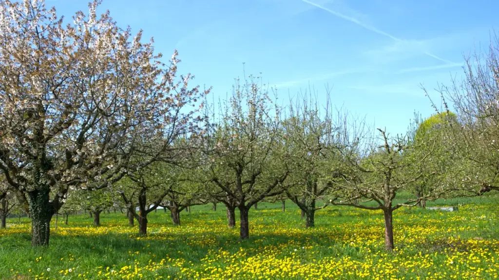 Blühende Obstbäume auf einer sonnigen Streuobstwiese in Deutschland mit gelben Blumen.