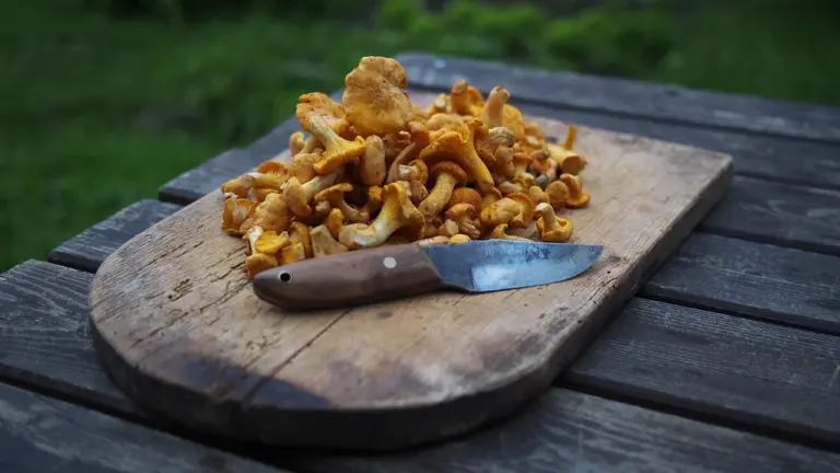 Pfifferling-Pfanne mit frischen Kräutern