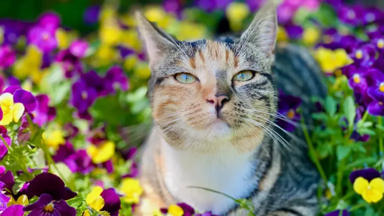 Weltkatzentag am 8. August: Sommercheck für Katzen