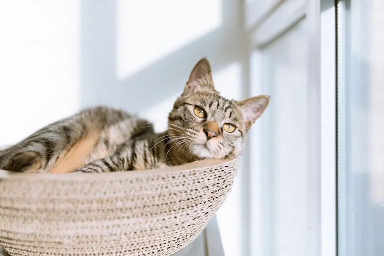 Weltkatzentag am 8. August: Sommercheck für Katzen