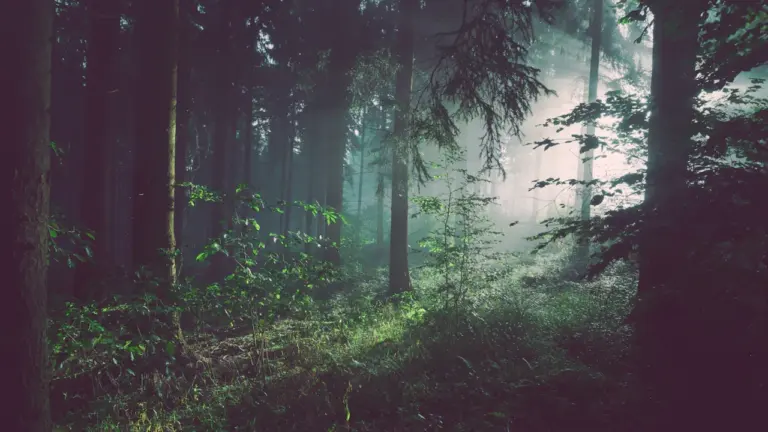 Im Wald den Weg suchen: Was der Traum bedeuten kann