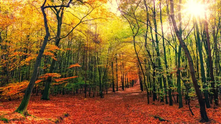 Morgenlicht im Herbst nutzen: Spaziergang für den Schlafrhythmus