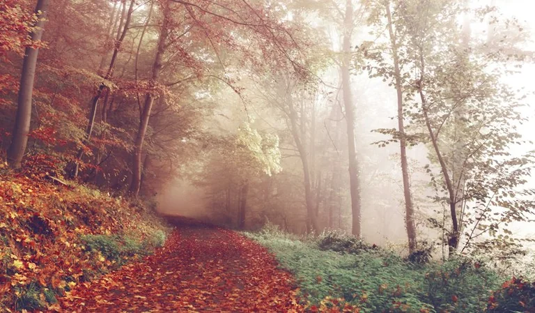 Morgenlicht im Herbst nutzen: Spaziergang für den Schlafrhythmus