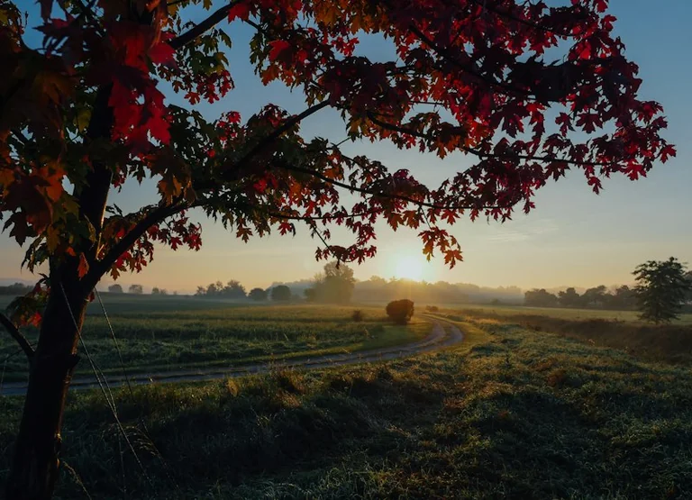 Morgenlicht im Herbst nutzen: Spaziergang für den Schlafrhythmus