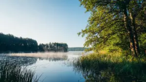 Ein mystischer, nebliger See bei Sonnenaufgang mit Bäumen am Ufer.