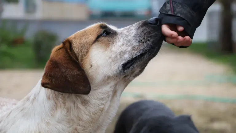 Von einem Hund träumen: Vertrauen und Schutz reflektieren