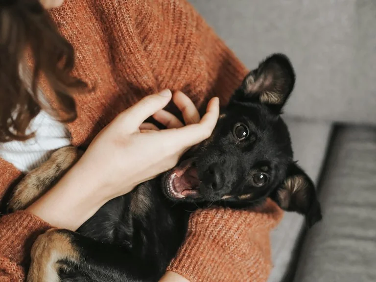 Von einem Hund träumen: Vertrauen und Schutz reflektieren