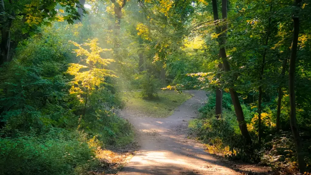 Ein einladender Waldweg mit goldenen Lichtstrahlen zwischen dichten, grünen Bäumen im Tageslicht.
